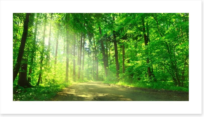 Sunbeam on the forest road