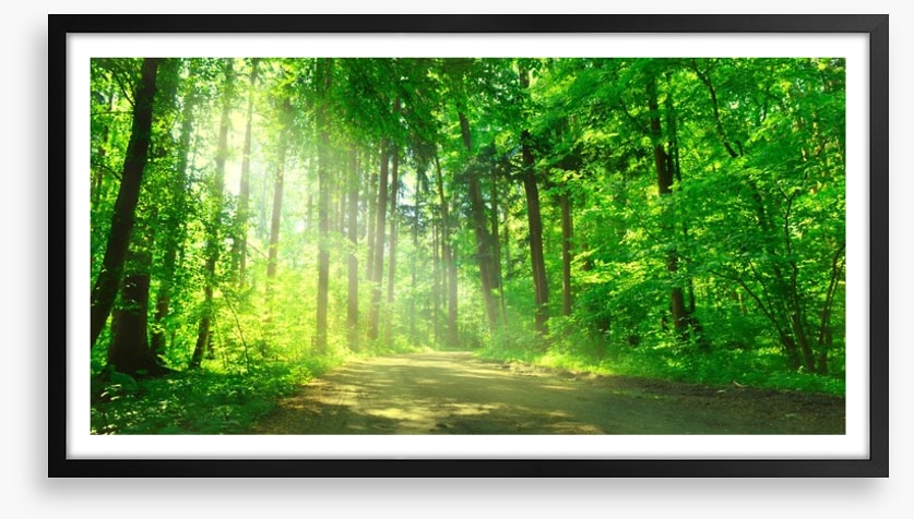 Sunbeam on the forest road