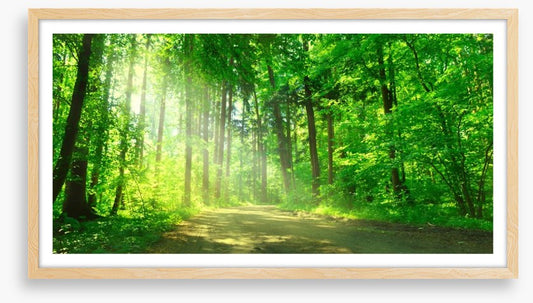 Sunbeam on the forest road