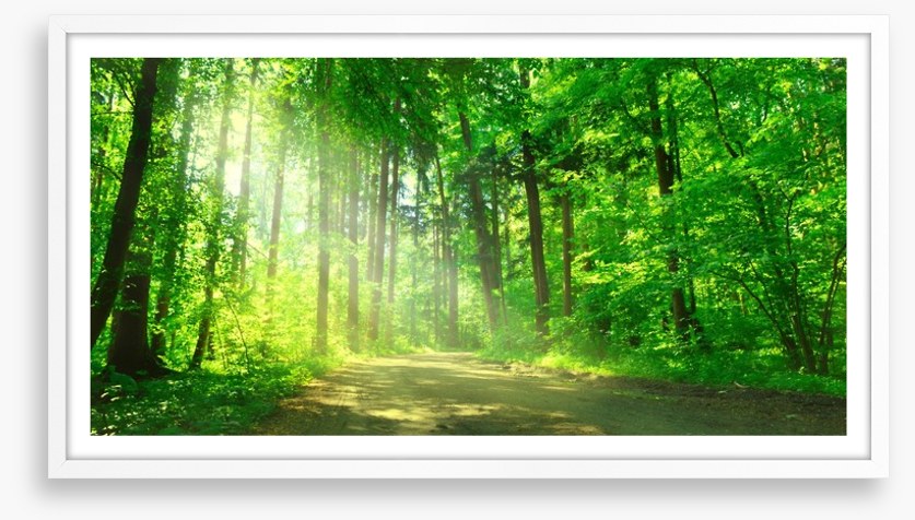 Sunbeam on the forest road
