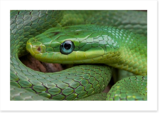 Emerald snake