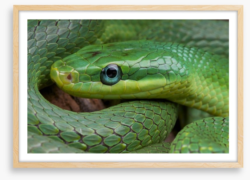 Emerald snake