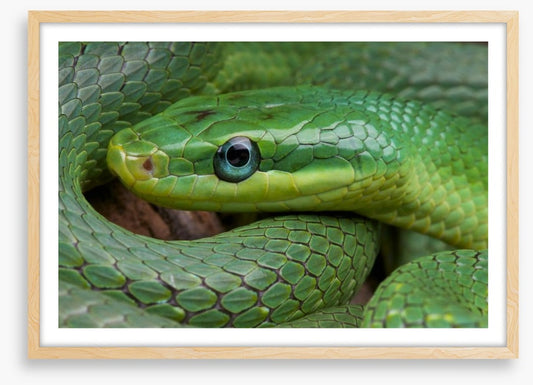 Emerald snake