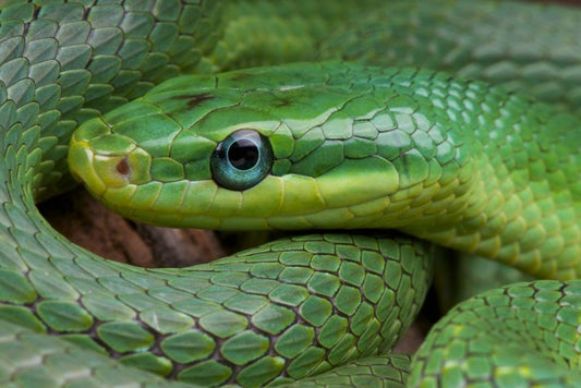 Emerald snake