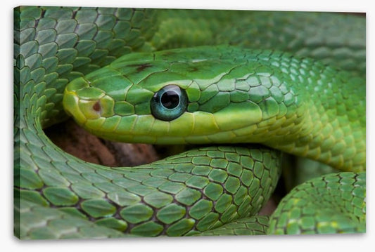Emerald snake