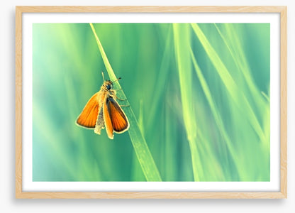 Butterflies