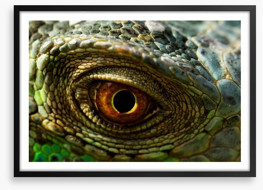 Reptiles / Amphibian