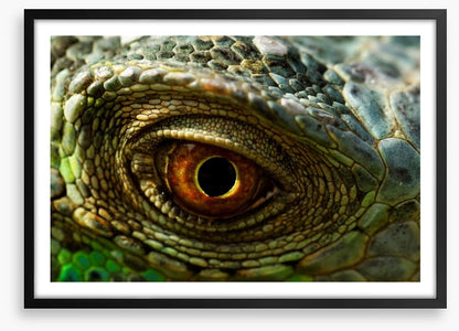 Reptiles / Amphibian