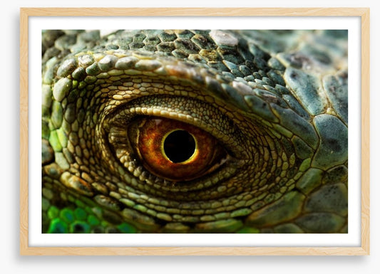 Reptiles / Amphibian