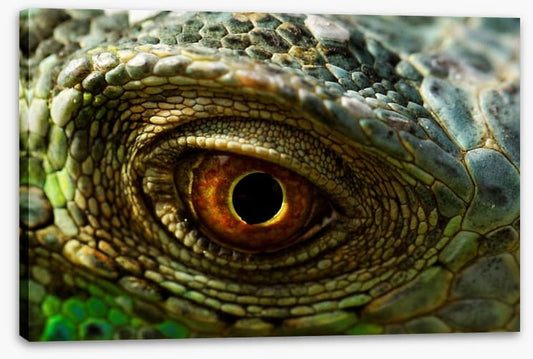 Reptiles / Amphibian