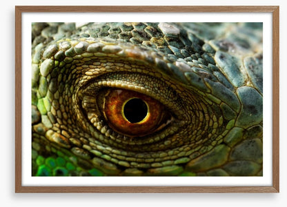 Reptiles / Amphibian