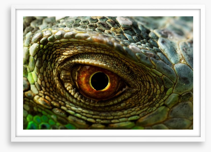 Reptiles / Amphibian