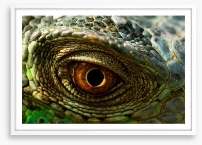 Reptiles / Amphibian