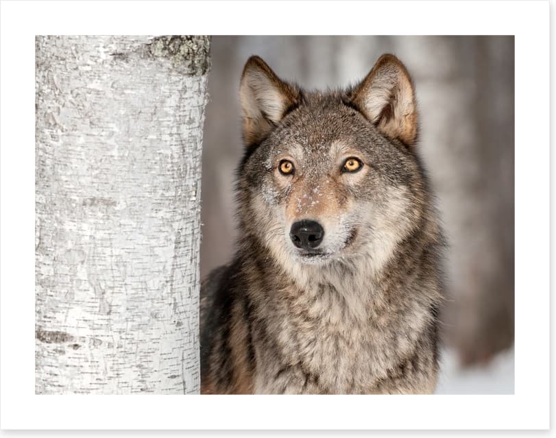 Grey wolf in the snow
