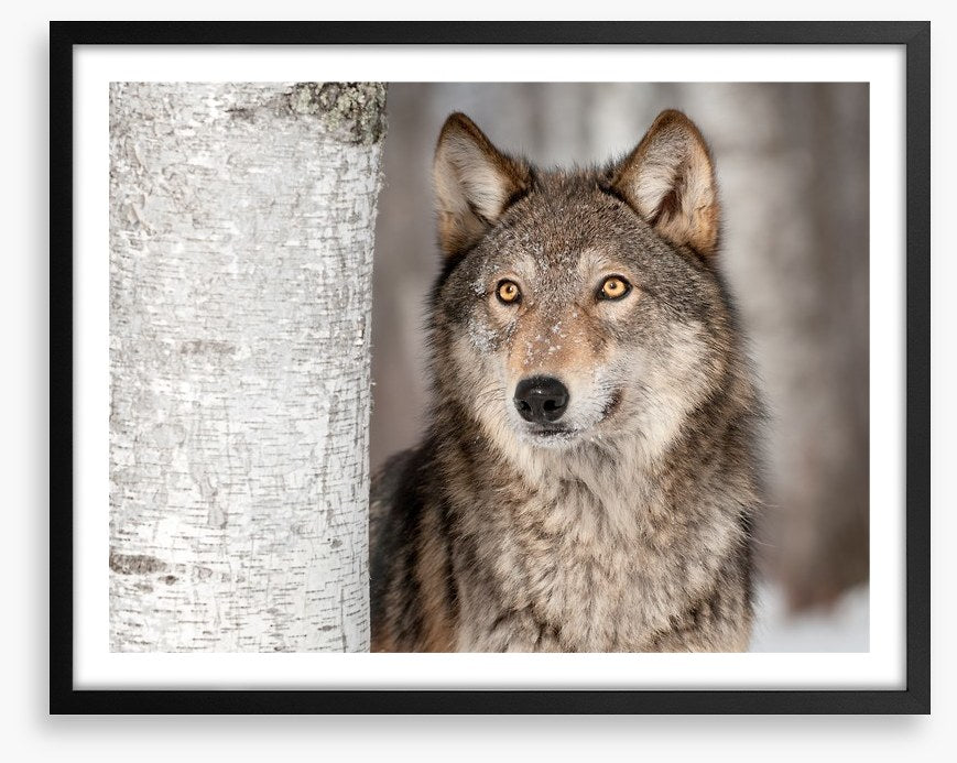 Grey wolf in the snow