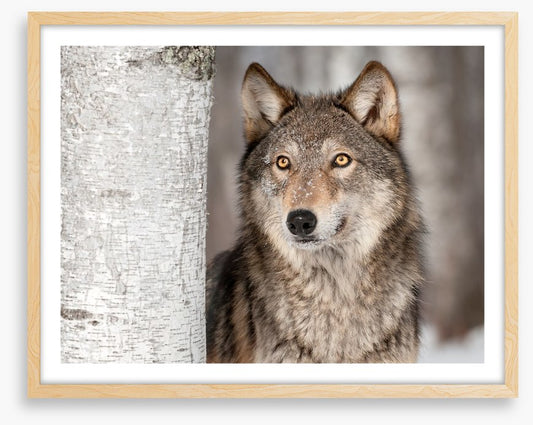 Grey wolf in the snow