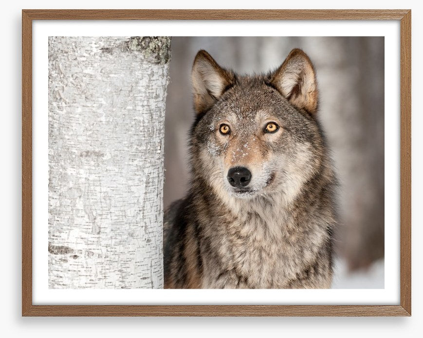 Grey wolf in the snow