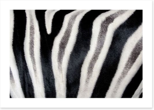 Zebra stripes
