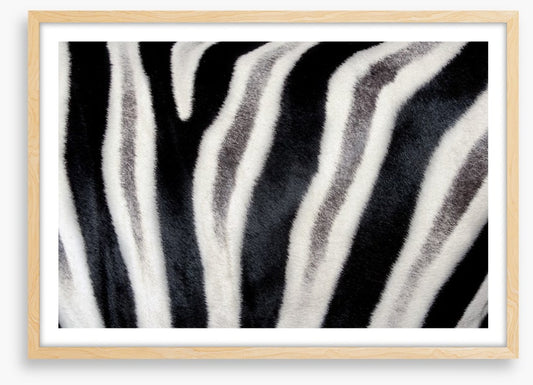 Zebra stripes