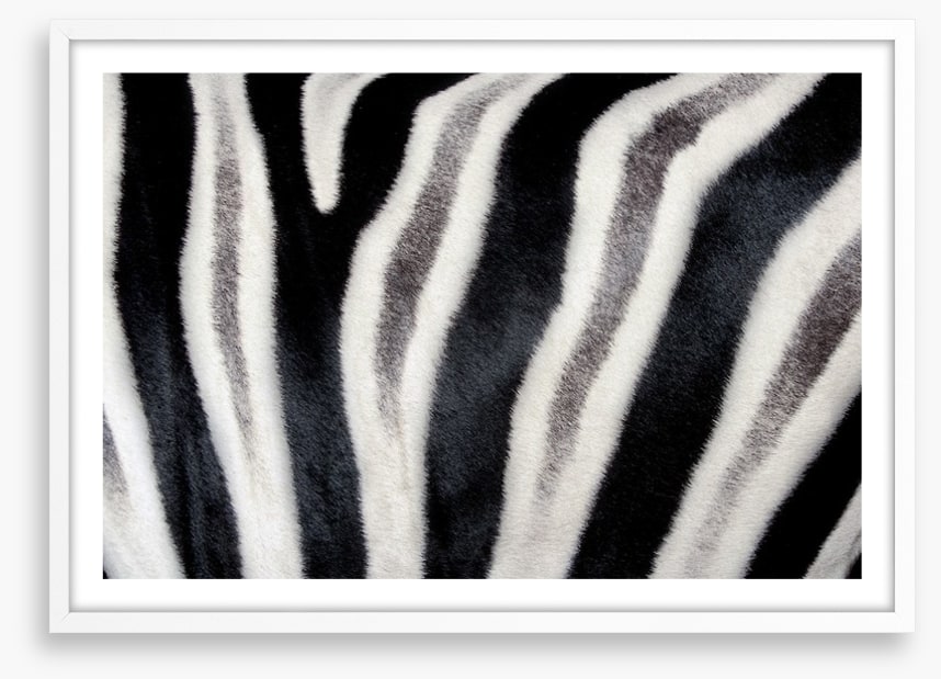 Zebra stripes