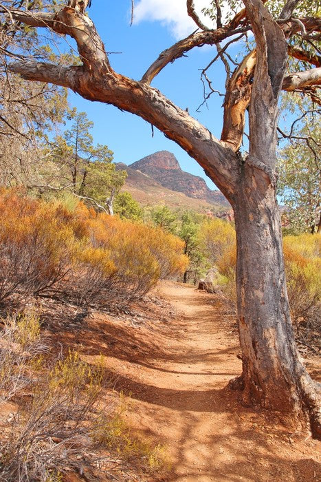 Path to the Flinders Ranges