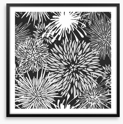 Chrysanthemum burst