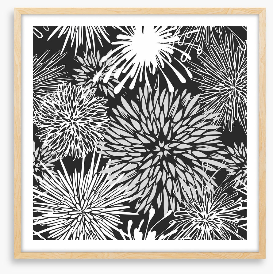 Chrysanthemum burst