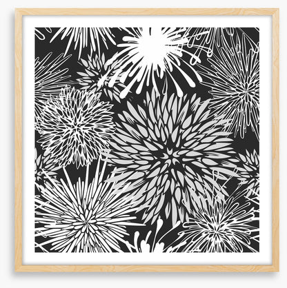 Chrysanthemum burst