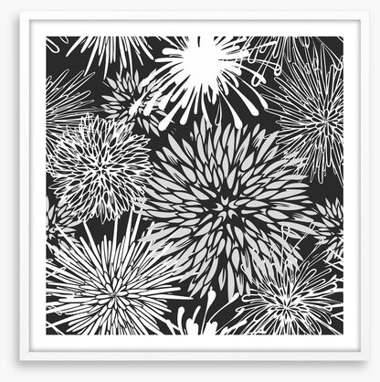 Chrysanthemum burst