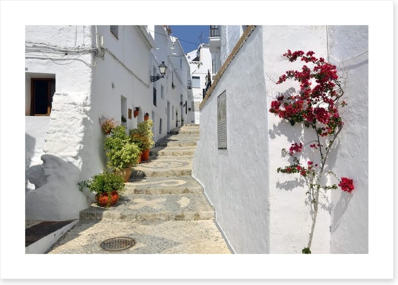 Bougainvillea against the whitewash