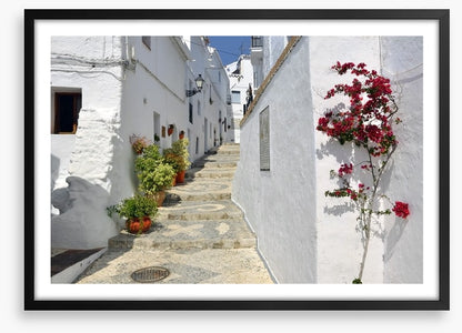 Bougainvillea against the whitewash