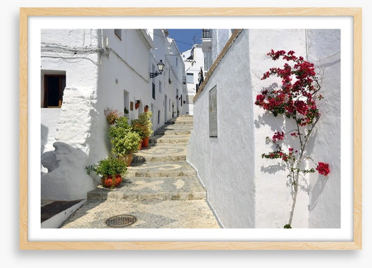 Bougainvillea against the whitewash