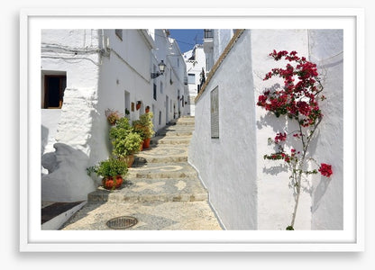 Bougainvillea against the whitewash