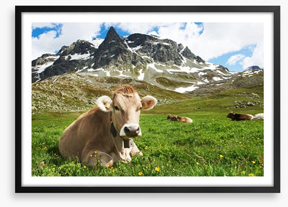 Til the cows come home