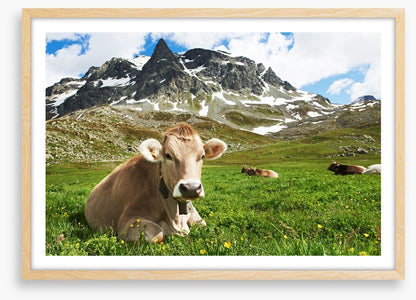 Til the cows come home