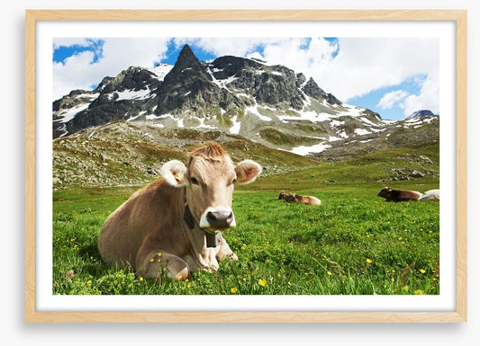 Til the cows come home