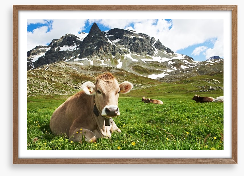 Til the cows come home