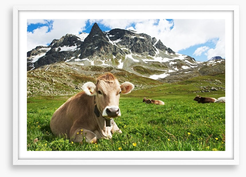 Til the cows come home