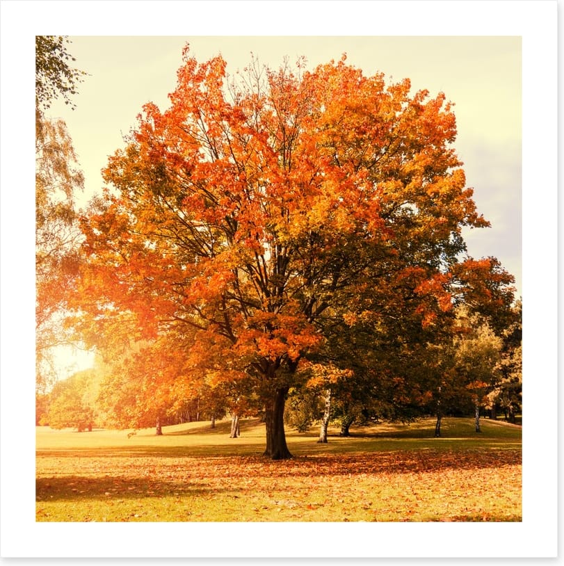 Autumn trees