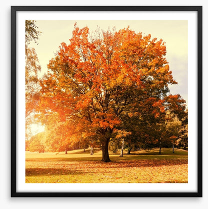 Autumn trees