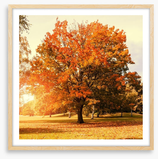 Autumn trees