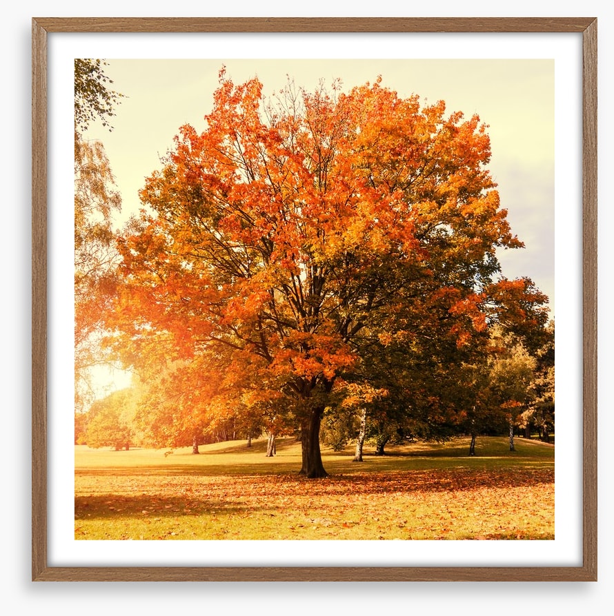 Autumn trees