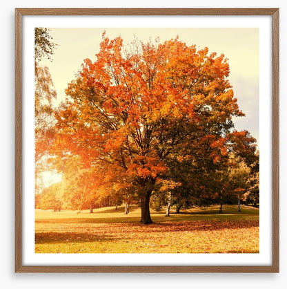 Autumn trees