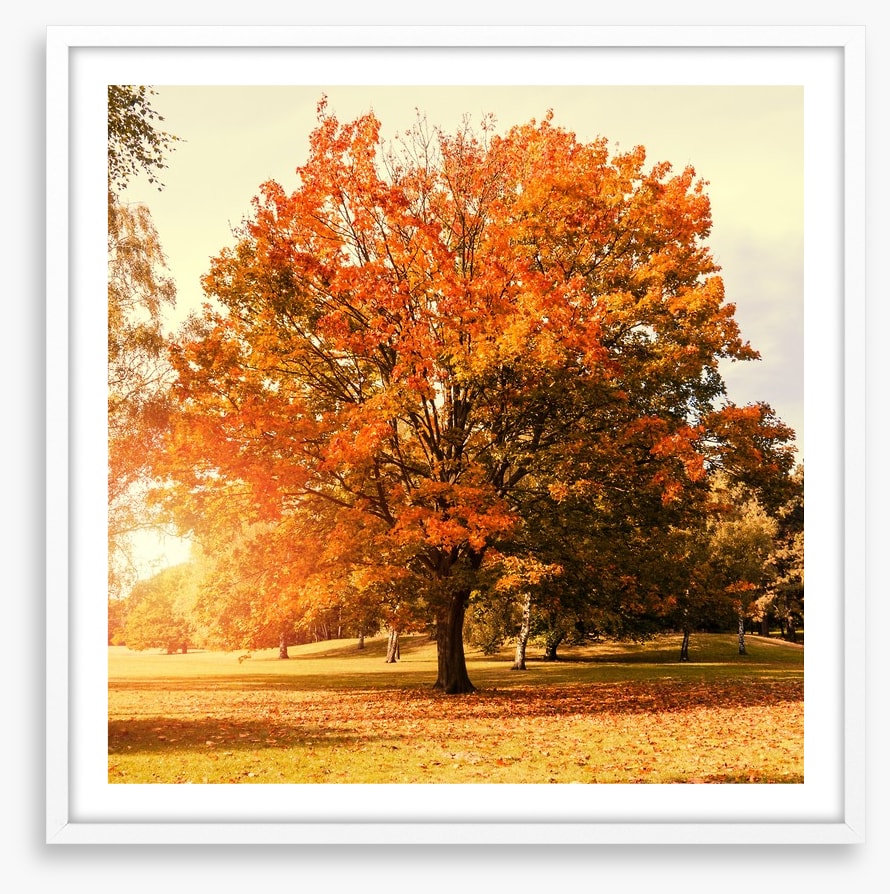 Autumn trees
