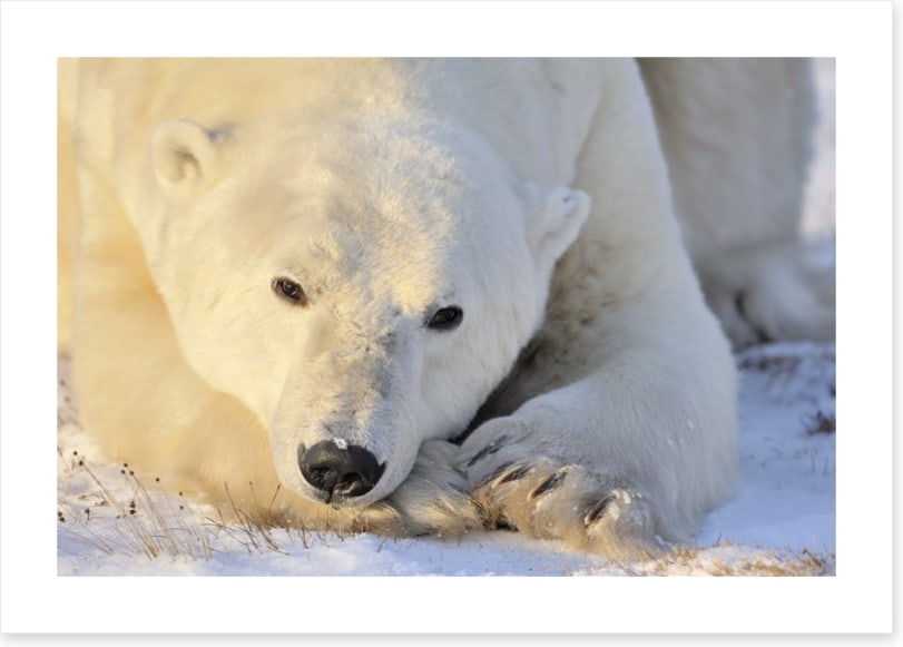 Peaceful polar bear
