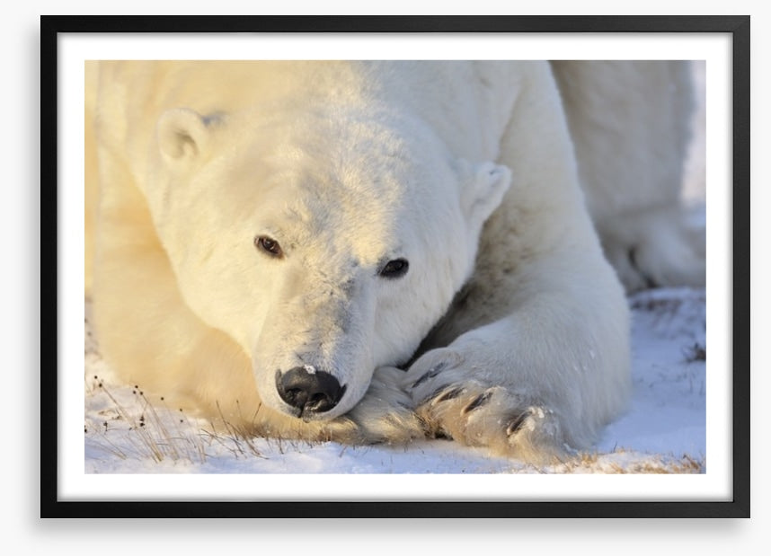 Peaceful polar bear