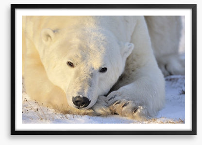 Peaceful polar bear