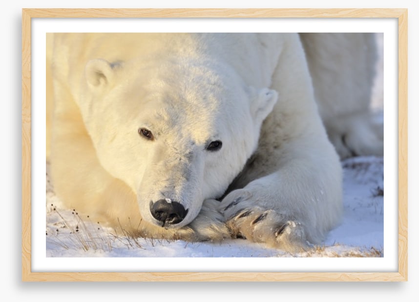 Peaceful polar bear