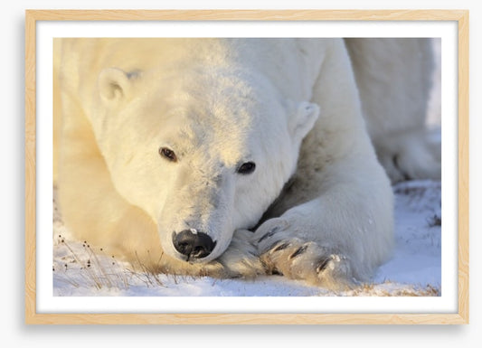 Peaceful polar bear