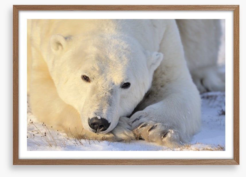 Peaceful polar bear